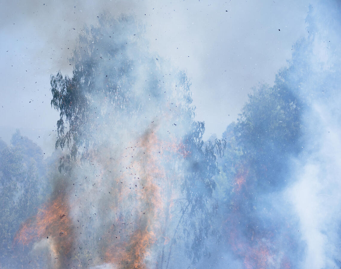 Forest fires 1 Forest fires 1